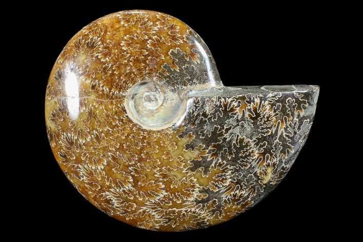 Polished, Agatized Ammonite (Cleoniceras) - Madagascar #88147
